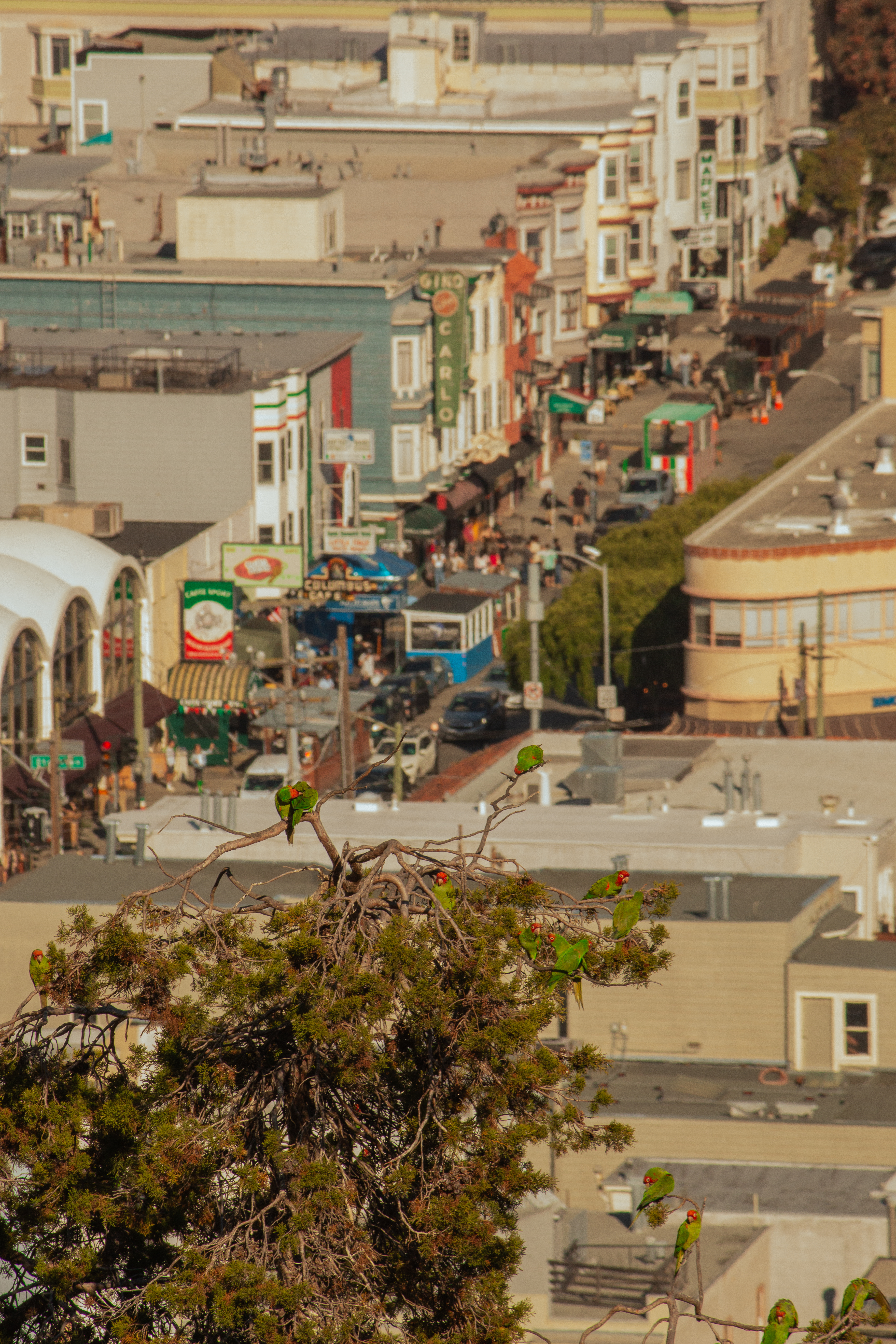 San Francisco #1