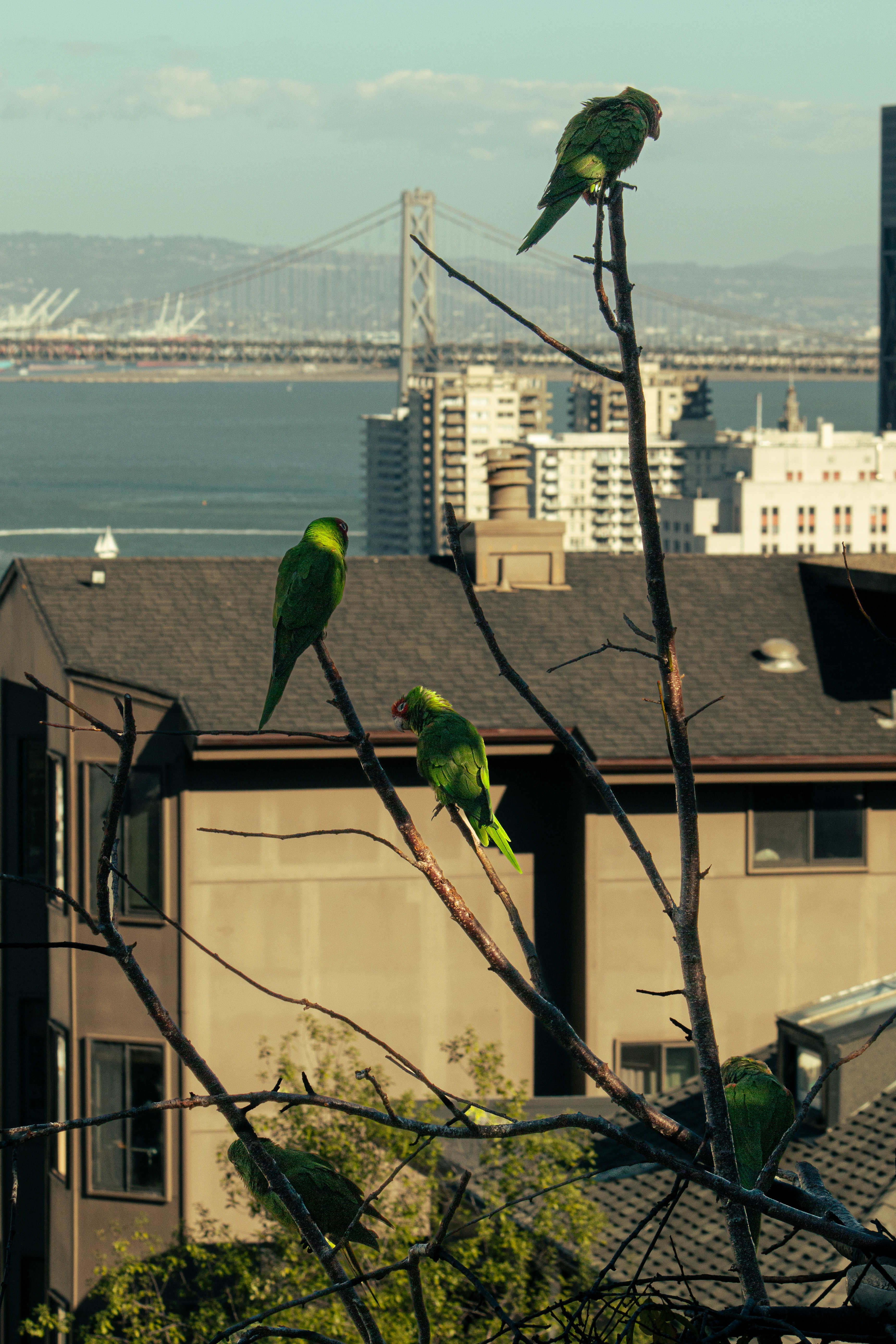 San Francisco #1