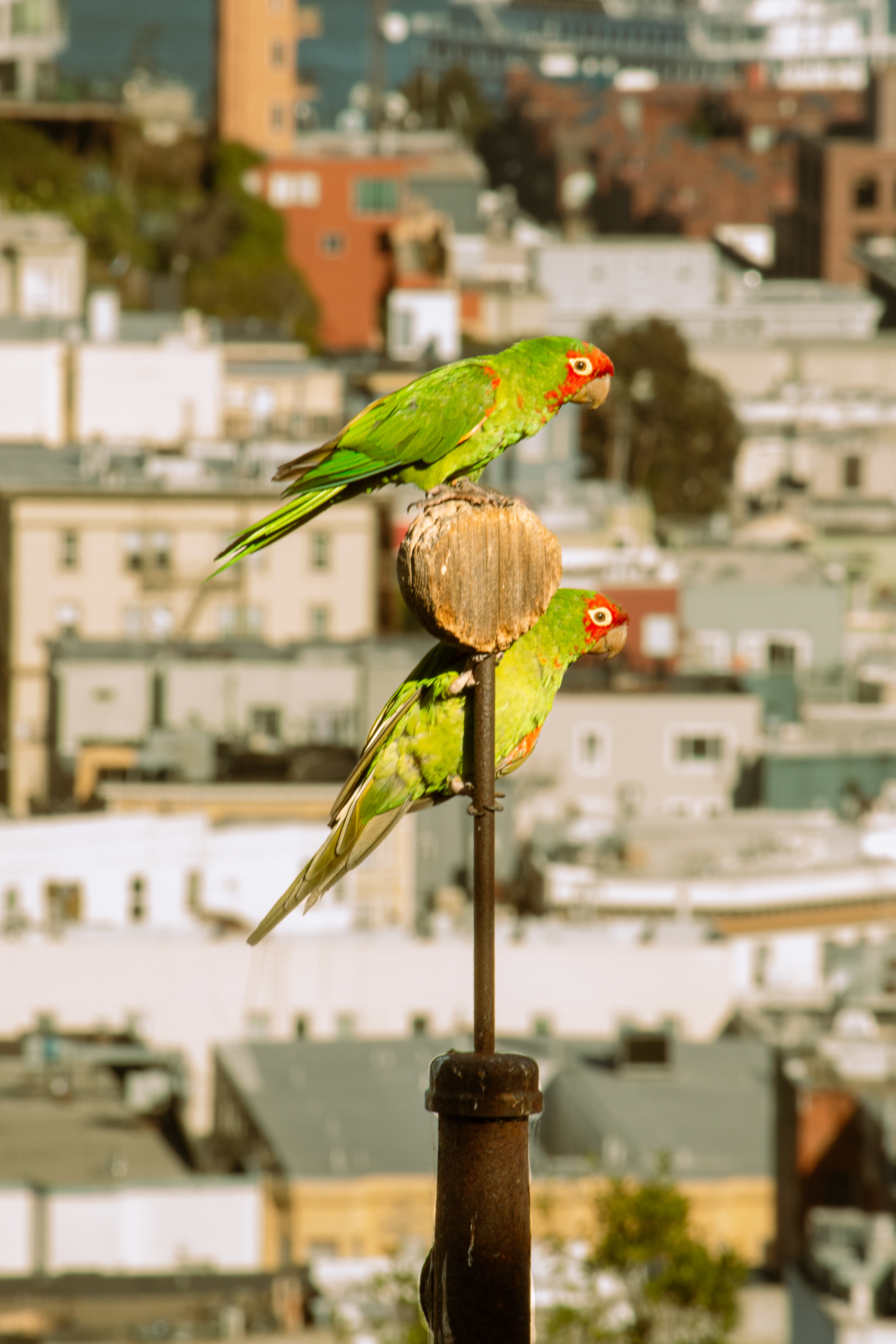 San Francisco #1